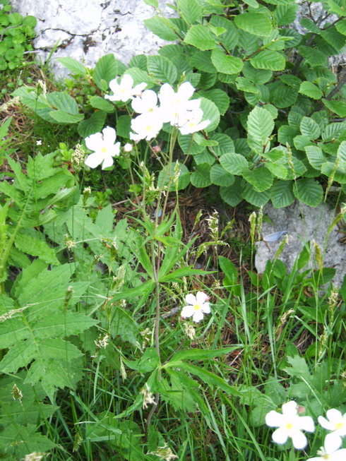 Stessa zona - Ranunculus sp.